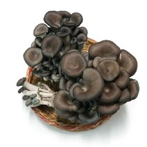 [농협] 친환경 느타리버섯 300g, 1팩
