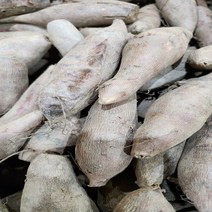 야콘 (보통) 신선농장 산지직송, 3kg 보통(작고 갈라짐 부러짐)