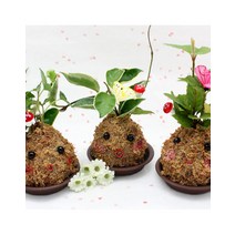[바보사랑]깜찍이 토피어리 만들기 3인용세트, 산호수