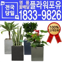 관엽식물 공기정화식물 대전 대구 울산 개업화분 화분배달, (선택88)맛상