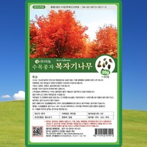 복자기 단풍나무 씨앗 단풍나무 씨 종자 20g