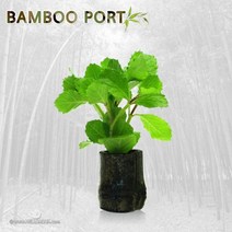 초보자도 키우기 쉬운 어항장식 포트수초 200종 모음, 155번) 대숯포트수초 위스테리아