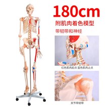 뼈모형 인체 해골 모형 85cm 180cm 골격 뼈대 탈부착 가능, 10 A1002 180CM着色带인대