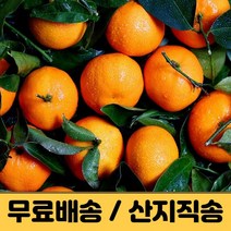 귤 제주감귤 제주귤 밀감 타이벡 노지감귤 조생 극조생 3kg 5kg 10kg 햇 프리미엄 고당도 감귤농장 산지직송 택배, 노지감귤 10kg, 중대과 (L-2L)