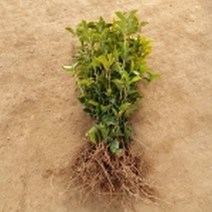 은목서 삽목 2년 4주cid