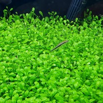 키우기 쉬운 글롯소스 티그마 (전경수초), 40개