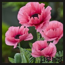 (나무농장) 수입숙근초 숙근양귀비 버닝하트