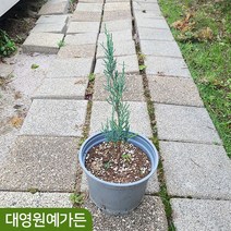 스카이로켓 향나무 H0.3포트 주니프러스 측백나무, 스카이로켓 키30cm포트