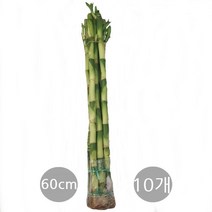 도도팜 아이비 식물 스킨답서스 행운목 개운죽 풍란 행운목 테이블야자 호야 몬스테라 산호수 율마 천냥금 오렌지자스민 수퍼바 산세베리아 금전수 스파트필럼 스투키 문샤인 남천 고무나무, 64. (10개) 개운죽 60cm 1개