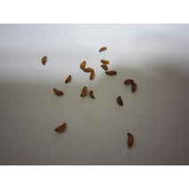 마가목씨앗15g(2000립)