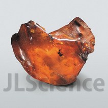 호박 속의 곤충 화석 표본 (KSIC-5358)