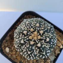 [메카다육]76-1020 선인장 슈퍼투구(국내실생)화분포함 다육식물