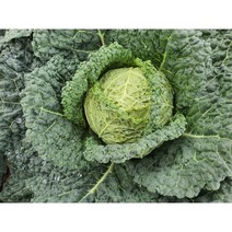 제주 유기농 사보이 양배추 2kg, 3kg