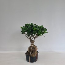 인삼펜다 실내공기정화식물 반려식물 플랜테리어 온누리꽃농원