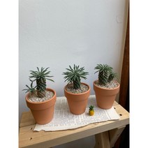 공기정화에 탁월한 엑스라지 괴마옥 파인애플 선인장 미니다육 개업집들이 선물 미니 피규어 증정, 숨쉬는토분