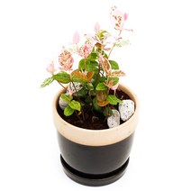 아침향기 공기정화식물 도토리화분 40종, 초설, 도토리 레드