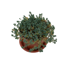 그린플랜트 다육식물 희성미인 1+1