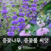 우리화훼종묘 층꽃나무 층꽃풀 씨앗 -인카나 혼합 0.05g