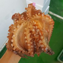 통영 자연산 활 돌문어, 무료배송(생물)돌문어1.5kg(3-6마리)