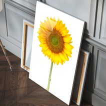 프리미엄 해바라기 아크릴 액자 행운 해바라기, 1.흰배경 해바라기_1