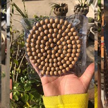 남성 해남 문스타 불교 108알 팔찌 여성 염주, T04-3년 묵은 씨 정월 12mm둥근구슬