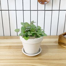 1+1 캣닢 캣닙 키친허브 화분 재배 세트 캣그라스 베란다 텃밭 허브 키우기, H22.캣닢, H22.캣닢