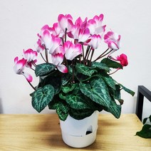 시클라멘(색상랜덤)중품 씨클라멘 겨울꽃 꽃이오래가는식물