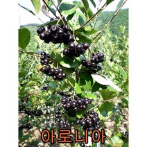 아로니아(쵸크베리)실생 2년묘 10그루 나무 묘목 아로니아묘목