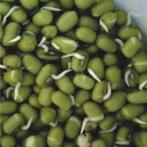 숙주 나물 녹두 곡물 콩류 종자 품종 식물 씨앗 30g - 2023968EA, 본상품선택