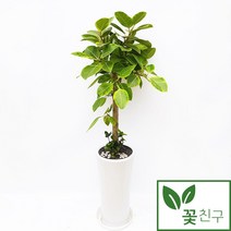 꽃친구 뱅갈고무나무 사기분 중형 대형 실내 거실 사무실 개업화분 축하화분 공기정화식물 전국 당일배송