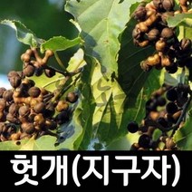 헛개나무 / 실생2년 / 1등묘 / 20주 묘목 도시농부