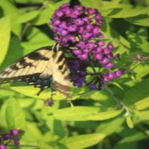 모종/ 붓들레아- 황금 포트묘2개 b370, 2개