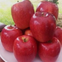 묘목/사과나무(아리수) 이중접목1년 특묘 (대목M26) G0013