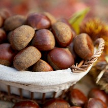 [부스터랩] 공주 정안 알밤 2kg(대), 단품