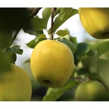 시나노 골드 황금사과 신품종 아삭하고 달콤한 시나노골드 명절선물 햇사과, 2kg 11과내외 (크기혼합)