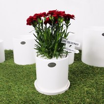 하모화분 원형 화분 8cm, 유광 화이트BH0808YW 4개세트