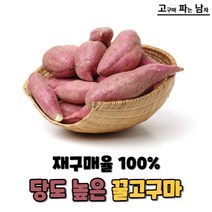 [고파남] 베니하루카 꿀고구마, 꿀고구마(중) 1.5kg