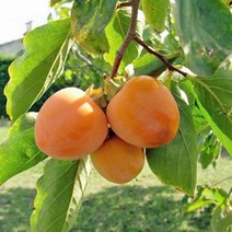 감나무/태추단감/접목1년/묘목/b0024, 1개