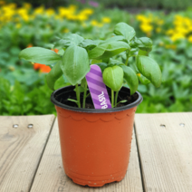 [모종가게] 허브모음 / 허브모종 허브화분 허브키우기 데코용 홈카페, 1개, 바질화분