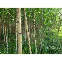 잭큐몬티 1년생 포트묘 묘목 자작나무 조경수