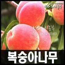 (천도+백도) 신비복숭아 경복2호 결실주(분) 나무 묘목 원예 복숭아