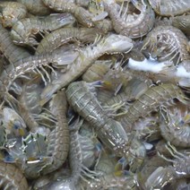 남해 자연산 쏙 갯가재 털치 설개 1kg 생물 산지직송, 1kg (15-18미 내외)