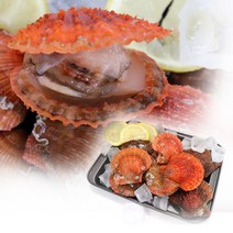 통영 비단 가리비 1kg ~ 10kg