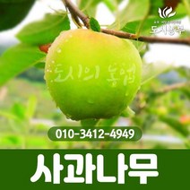 사과/썸머킹/R2/결실주/1등묘/국산/특묘/사과나무/과일/농사/꽃/나무/유실수/조경수/묘목/도시농부