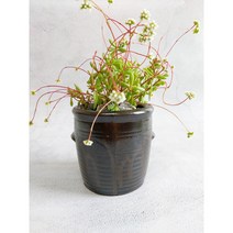 백년옹기 무공해항아리 옹기다육이화분(중)