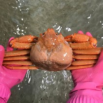 자연맛남 [울진홍게] 먼 바다조업 울진 후포 박달홍게 2kg 4kg(생물/자숙), 04.박달홍게 4kg(자숙,8-10마리), 04.박달홍게 4kg(자숙/8-10마리)