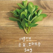 유기농 애플민트 생잎 큰 잎 50g/모히또용, 단품