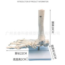 인체 모형 심장 허파 내과 교육용 장기 근육 간호실습용 침술 해골 사람 뼈, A