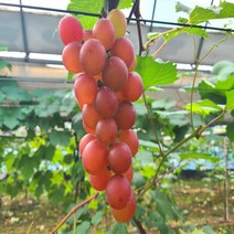 루비로망 루비로만 포도묘목 접목묘 묘목, 접목2년
