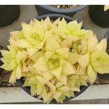 [수암다육] 보초금 랜덤발송 Haworthia cymbiformis var.triebnet poelln f. variegata 다육 다육이 다육식물 485, 1개